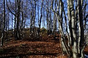 56 In alto nella faggeta ...